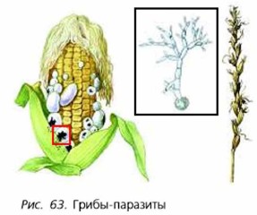 Питание Грибов Фото